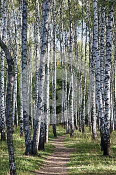 Walking path in a sunny birch grove in early autumn