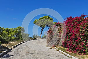 Walking path surrounded by bushes, trees and a stone wall covered with flowers