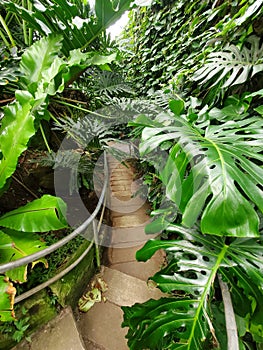 A walking path surrounded by green tropical plants inside of Ott\'s Exotics Place, Schwenksville, Pennsylvania