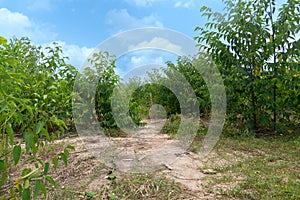 Walking path surrounded by trees. with background.