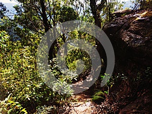 Walking path in a thick mountain forest in Australia