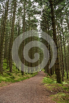 Walking path throug a pine forest..