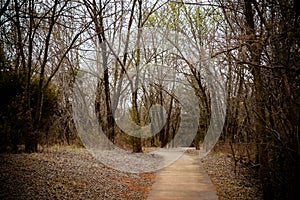 Walking path with trees all around on a bright sunny day