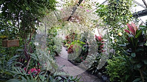 A walking path among tropical plants in the Allan Garden`s Toronto