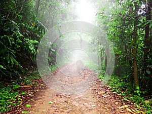 Walking path in tropical rain forest with foggy at National Park in Thailand. Trail through lush green forest