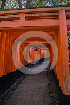 Walking path with a tunnel of red torii gates at Fushimi Inari