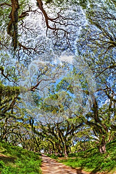 Walking path under green canopy in ancient tropical forest.