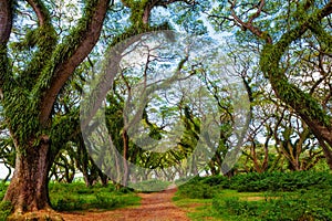 Walking path under green canopy in ancient tropical forest.