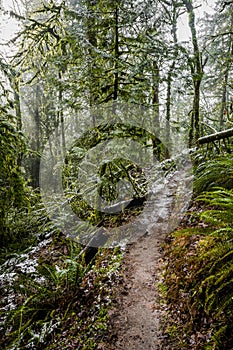 Walking path up the hill in an old winter snow-covered wild forest with moss-covered trees