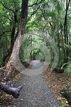 Walking Path at Victoria Falls, Zimbabwe