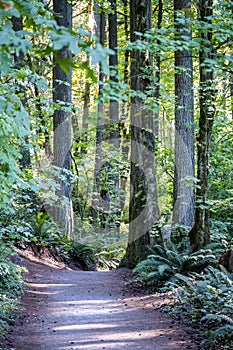 Walking path in the wild green old forest for lovers of cross-country hiking