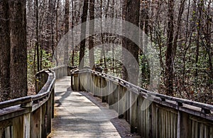 Walking path on wood boardwalk thru woods