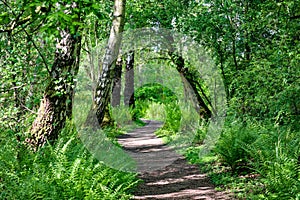 Walking path through wooded forest area