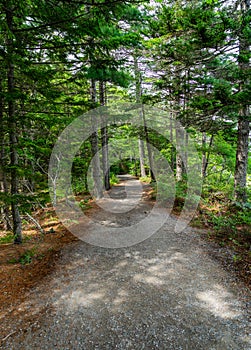 Walking path in the woods