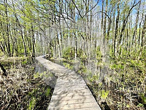 Walking paths in the Solnechnaya Park in May. Moscow region, Balashikha city