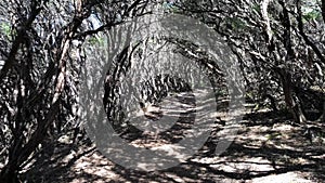 Walking paths in Wilsons Promontory national park, Australia.