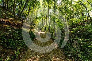 Walking pathway in forest or park. The sun's rays make their way through the foliage