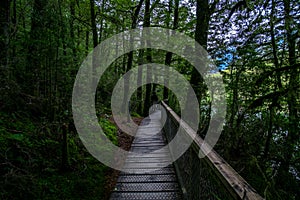 A walking pathway in the green forest. Matte dark green photo effect. I photo