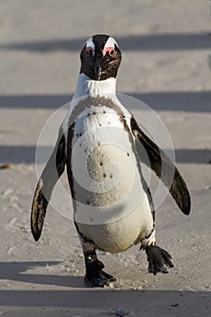 Walking penguin Spheniscus demersus