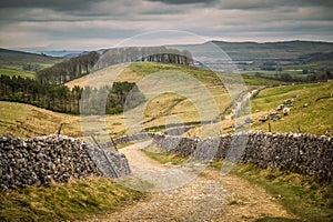 Walking on the Pennine Way and Ribble Way below Pen-y-Ghent in Horton in ribblesdale