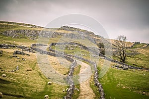 Walking on the Pennine Way and Ribble Way below Pen-y-Ghent in Horton in ribblesdale