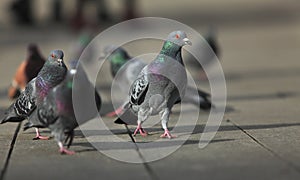 Walking pigeons