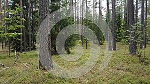 Walking in pine tree forest in summer