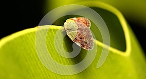 Walking Planthopper on The Leaves