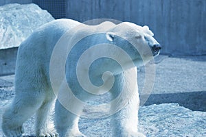 Polární medvěd 