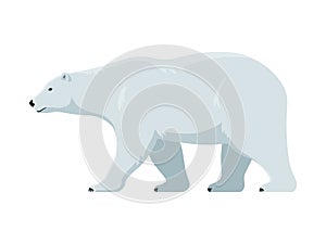 Walking polar bear