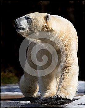 WALKING POLAR BEAR