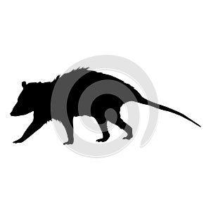 Walking Possum Silhouette. Good To Use For Element Print Book, Animal Book and Animal Content