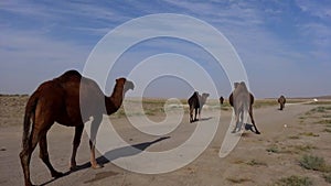 Walking of powerful camels in the desert and dirt road in a group.