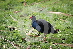 Walking Pukeko bird