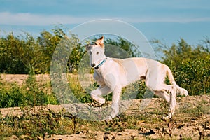 Running Puppy Of Russian Wolfhound Hunting Sighthound Russkaya Psovaya Borzaya Dog