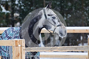 Portrait of a thoroughbred horse grey spotted under the snow