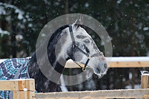 Portrait of a thoroughbred horse grey spotted under the snow