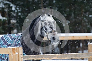 Portrait of a thoroughbred horse grey spotted under the snow