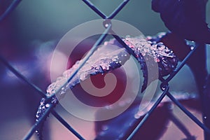 Walking with the rain