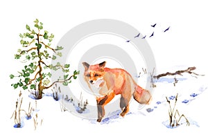 Walking Red Fox in Winter Sketch