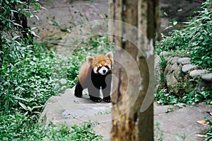 Walking Red Panda for food