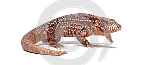 Walking Red tegu, Salvator rufescens, isolated on white