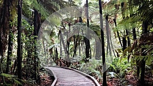 Walking in the Redwoods. Whakarewarewa. Rotorua. New Zealand