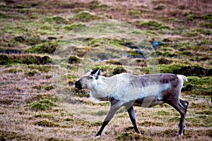 Walking reindeer on pasture ground