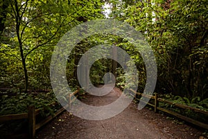 Walking road in forest - tourist hiking trail path with wooden fence - summer time view