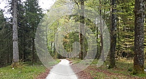 Walking Road leading in the woodland