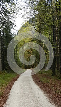 Walking Road leading in the woodland