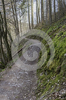 Trail through spring woodland