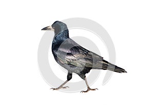 A walking rook is isolated on a white