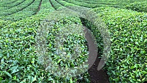 Walking between rows of Turkish black tea plantations cultivated on a field